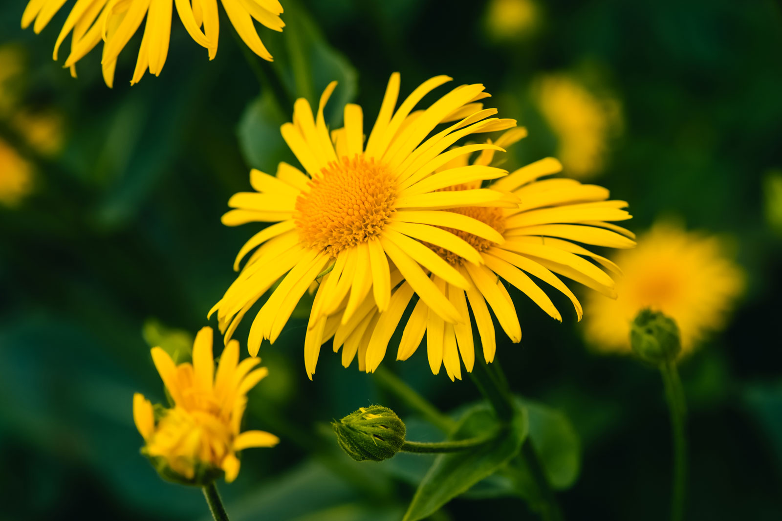 Arnika montana – Heilkraut aus den Bergen